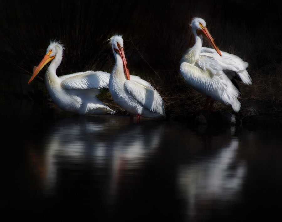 We3Pelicans