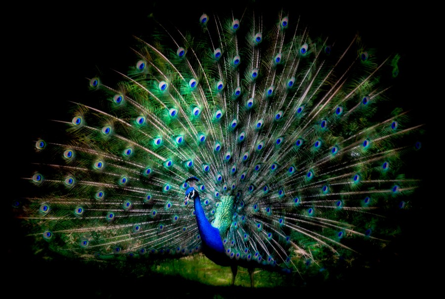 Joe'sPeacock