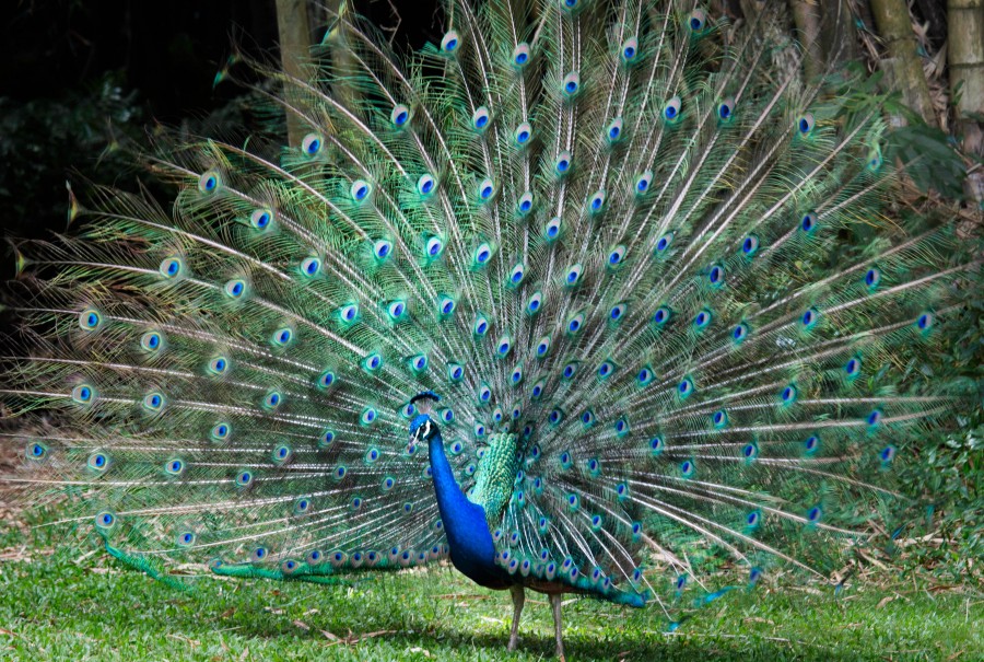 Joe'sPeacock-BAL