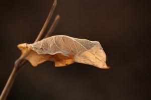 DryLeaf