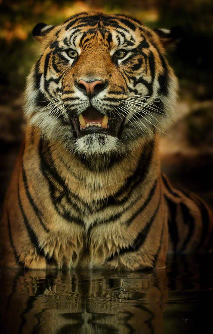 TigerWater