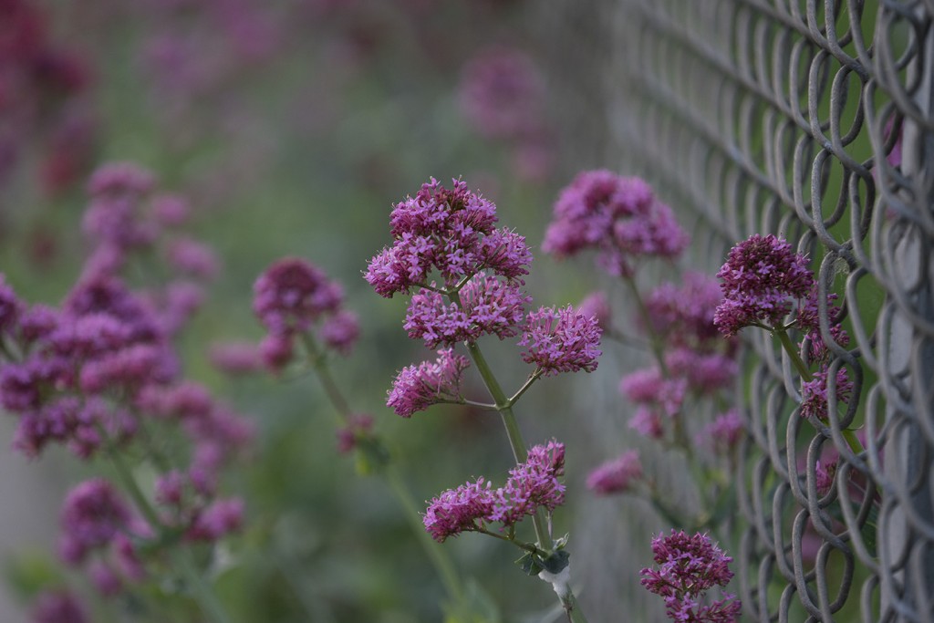 Flowers-70-200