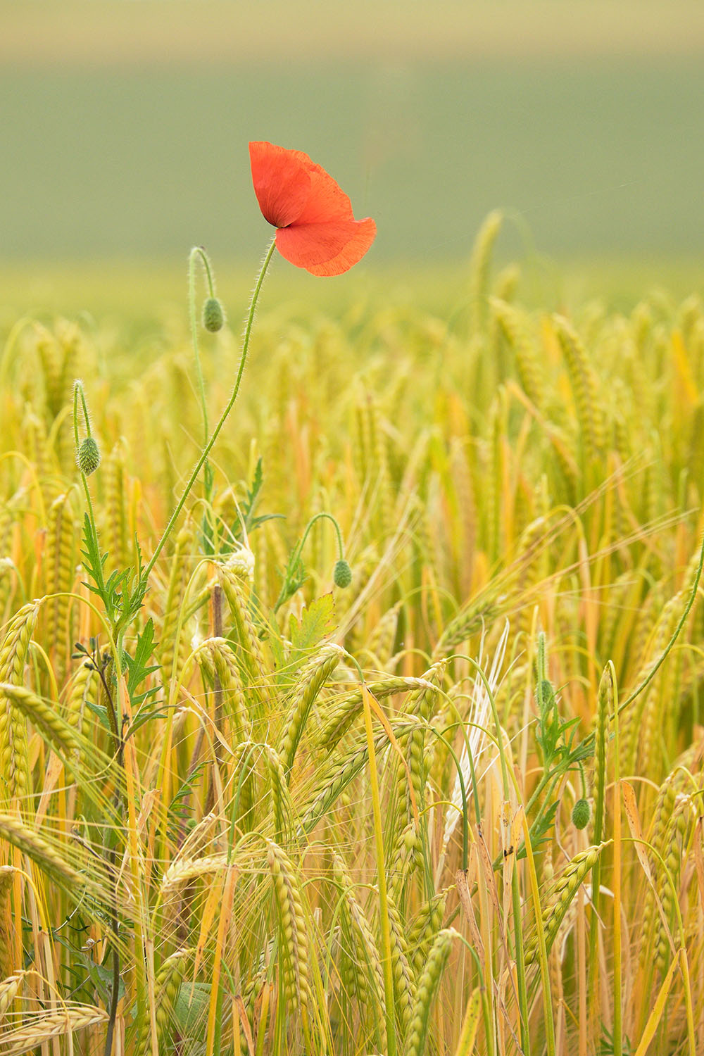 Grains&Poppy