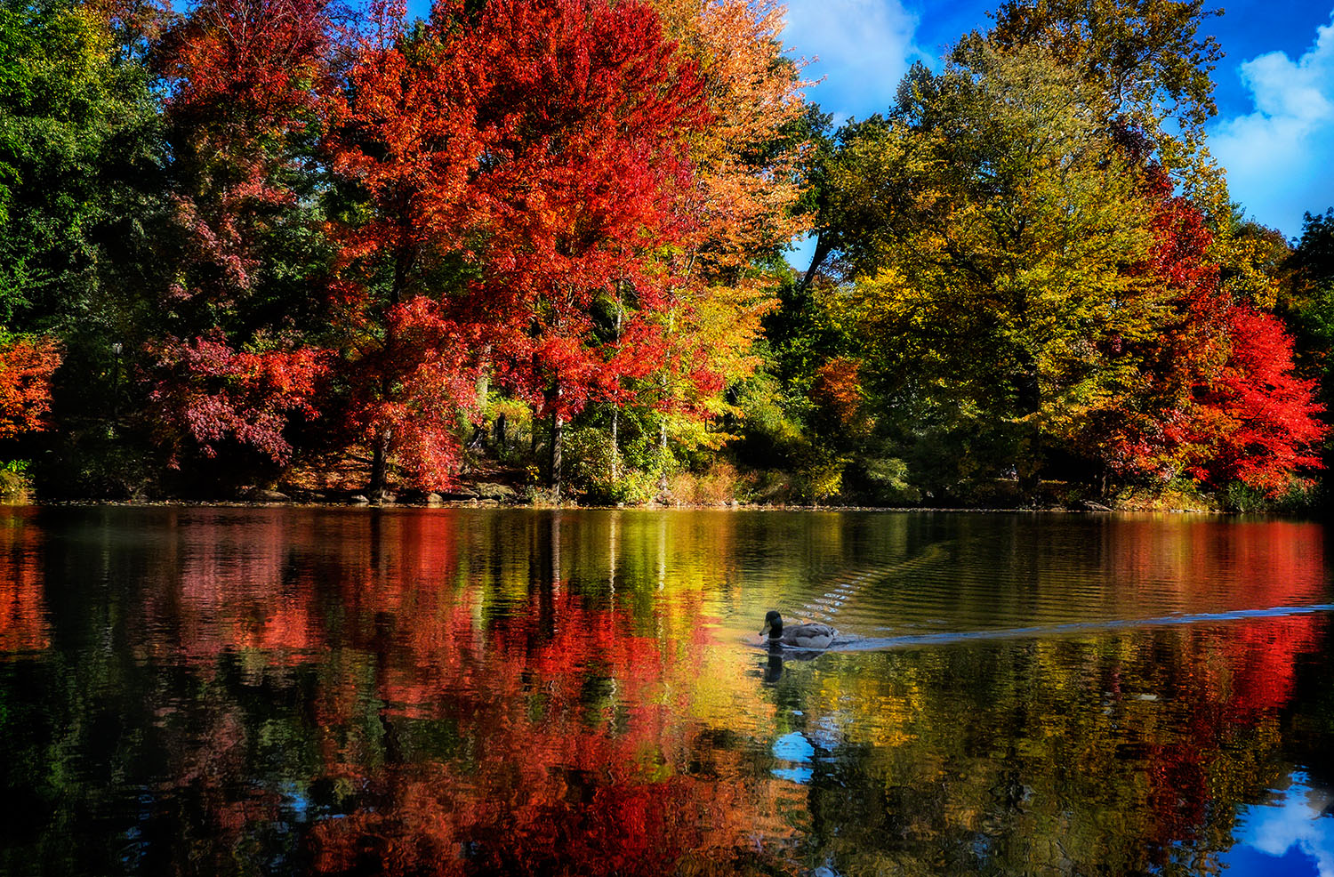 Fall colors and a duck reflected in Central Park