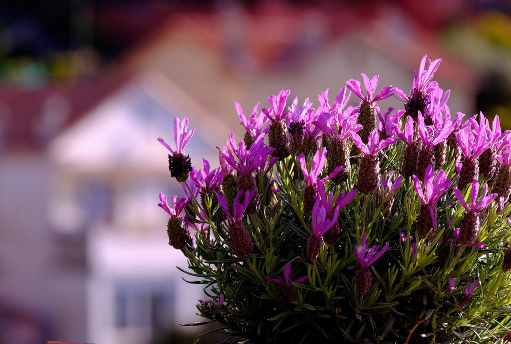 FrenchLavenderInProvence