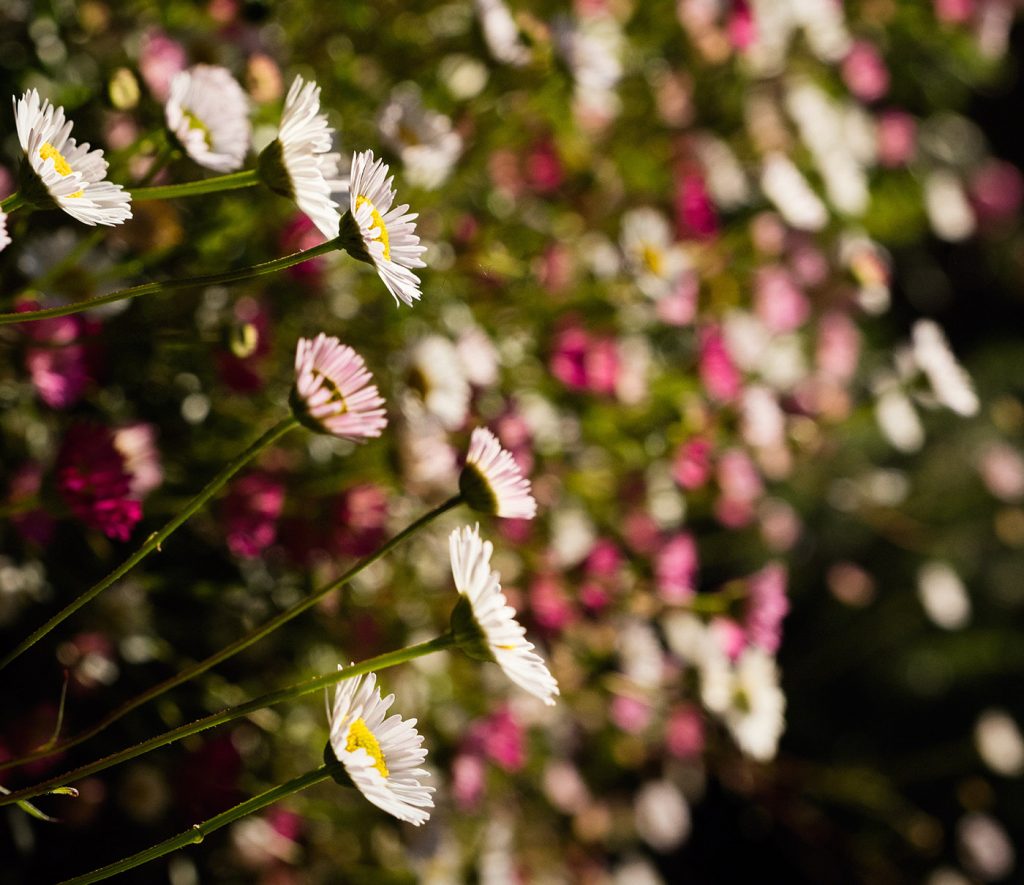 Skylark_Flowers